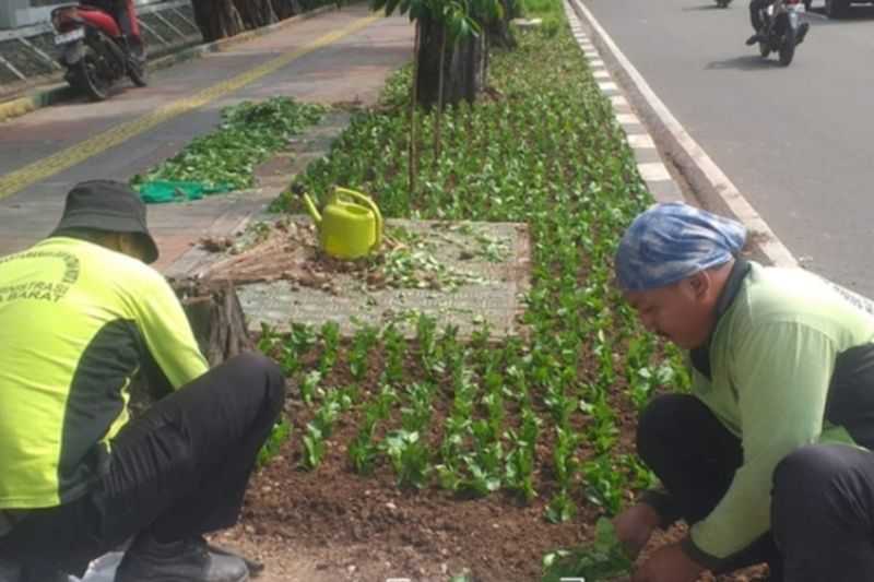 Jakarta Barat Lakukan Penataan Jalur Hijau di Jalan Kyai Tapa